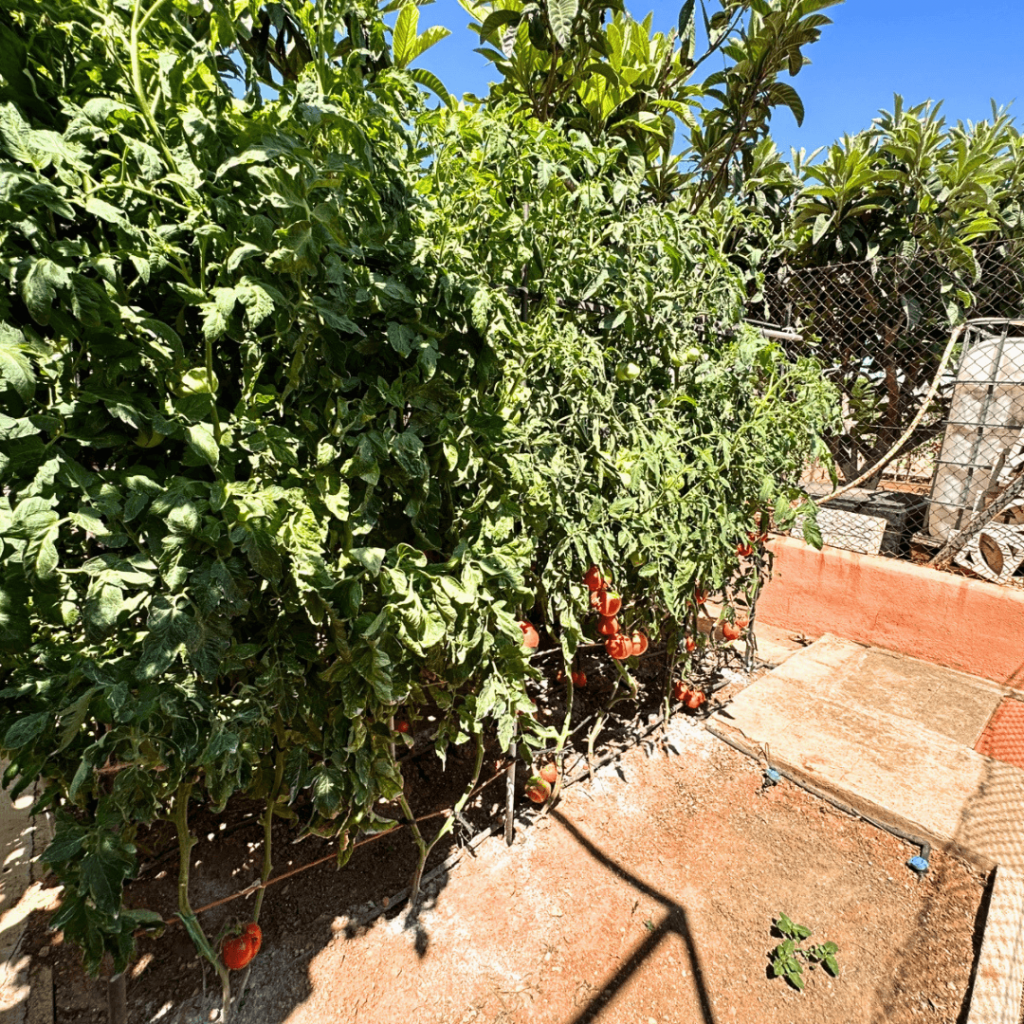 CASA RÚSTICA EN VENTA EN CHIVA 10